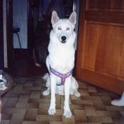 Photo de Husky siberien