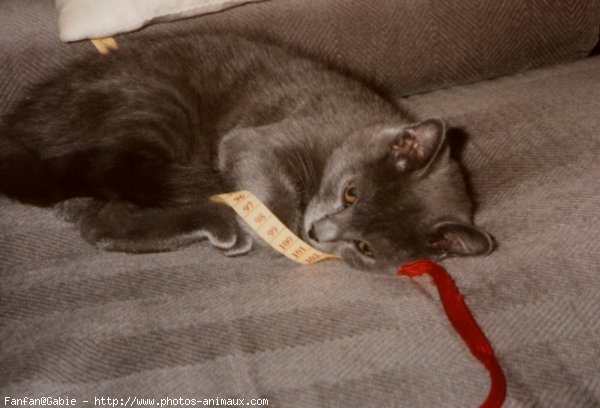 Photo de Chartreux