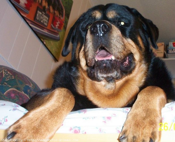 Photo de Rottweiler