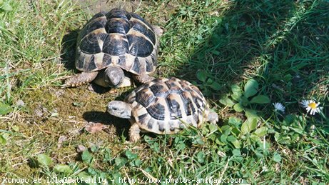 Photo de Tortue