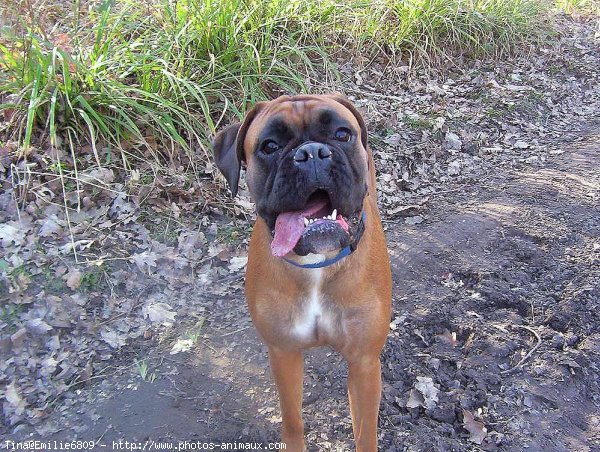 Photo de Boxer