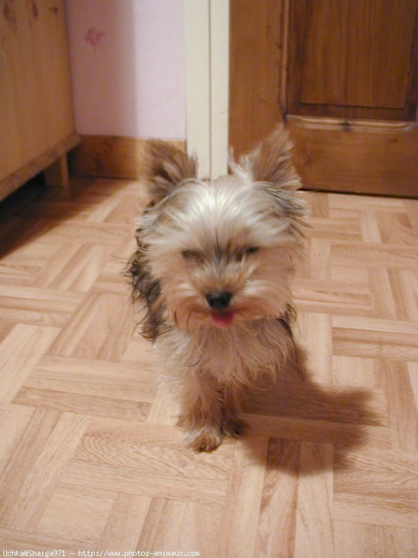 Photo de Yorkshire terrier