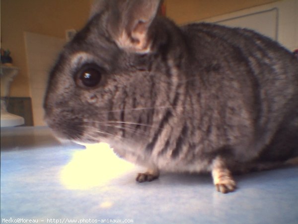 Photo de Chinchilla