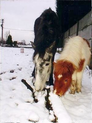 Photo de Races diffrentes