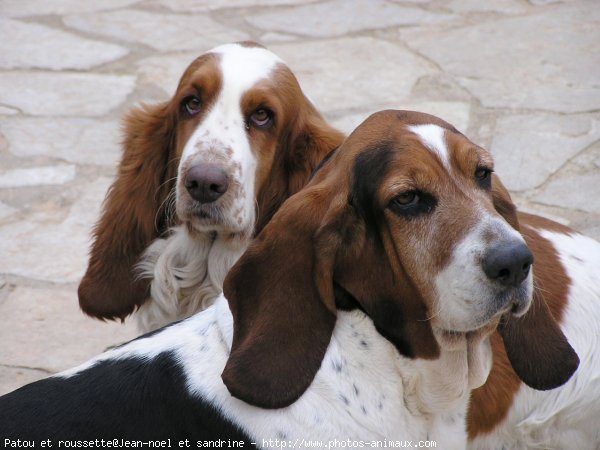 Photo de Basset hound