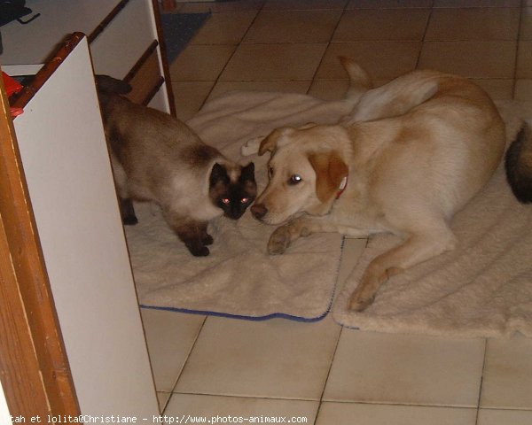 Photo de Races diffrentes