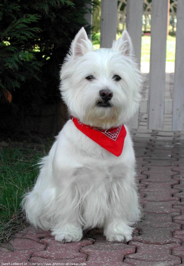 Photo de West highland white terrier