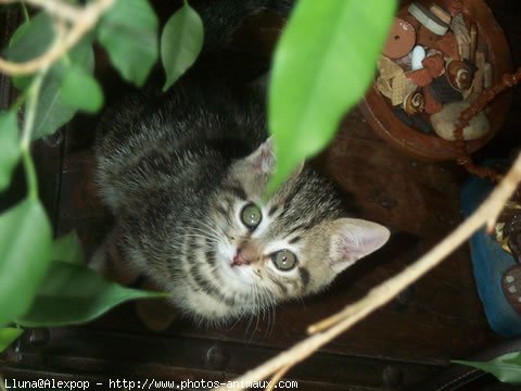 Photo d'European shorthair