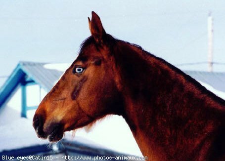 Photo de Paint horse