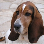 Photo de Basset hound