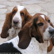 Photo de Basset hound