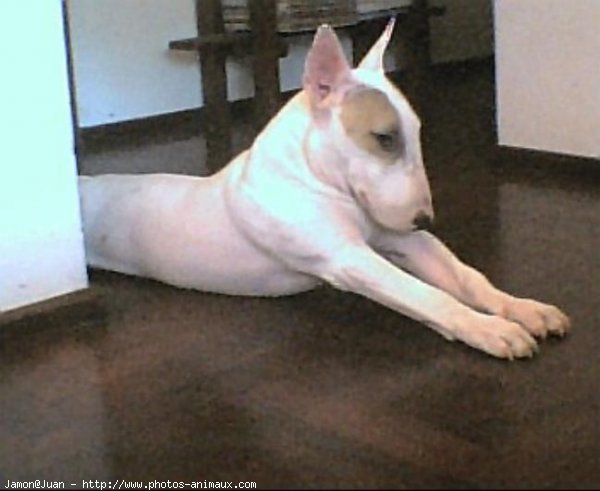 Photo de Bull terrier miniature