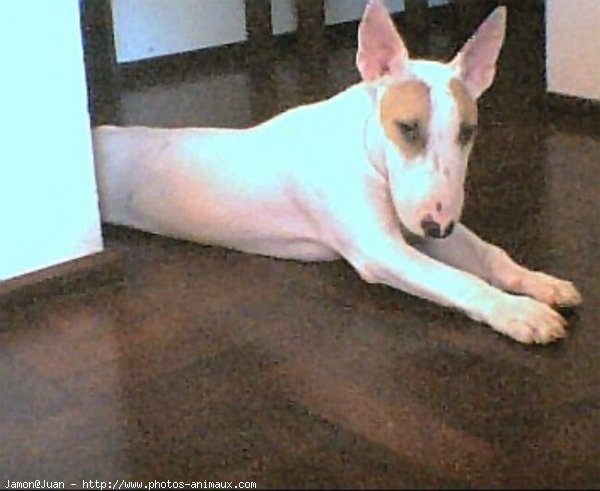 Photo de Bull terrier miniature