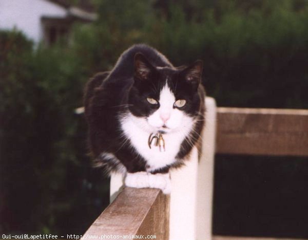 Photo de Chat domestique