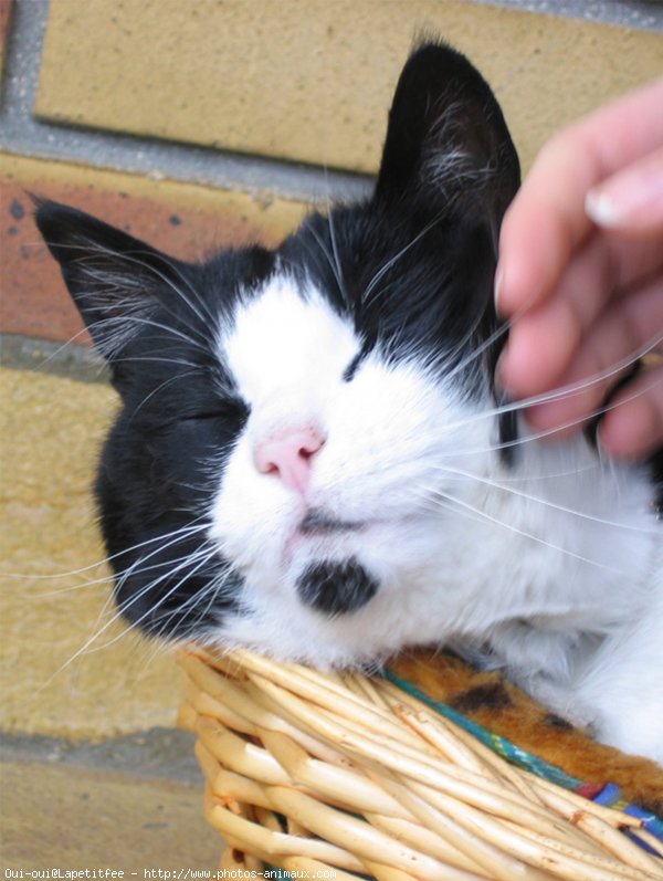 Photo de Chat domestique