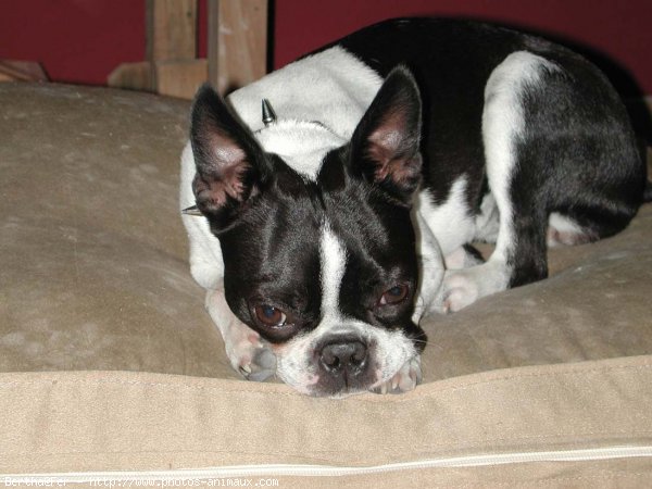 Photo de Boston terrier