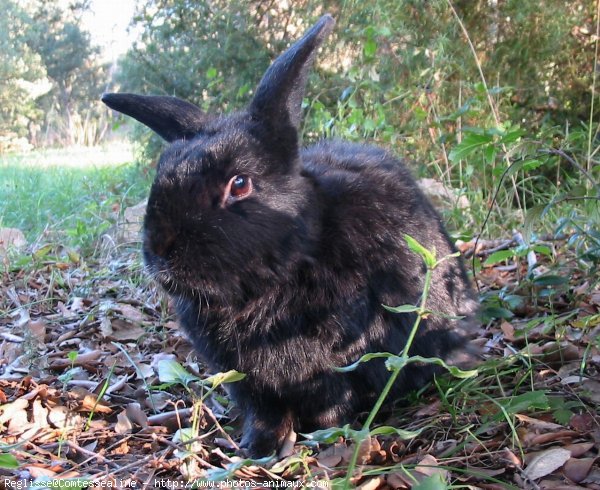 Photo de Lapin