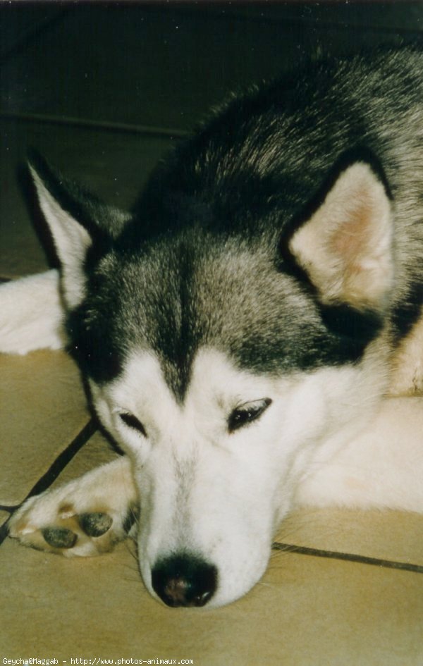 Photo de Husky siberien