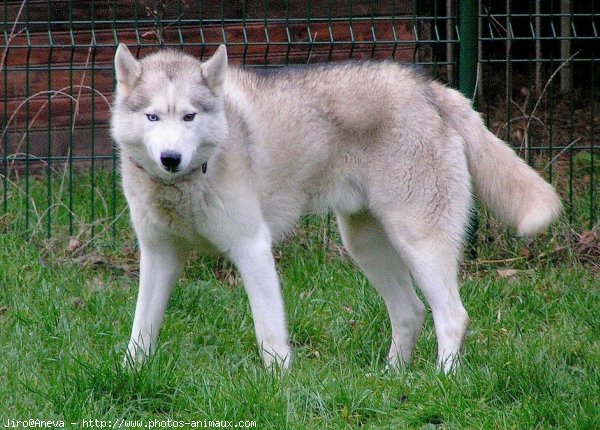 Photo de Husky siberien