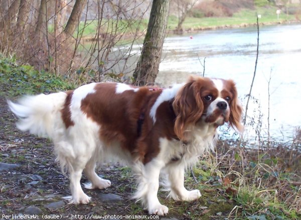 Photo de Cavalier king charles spaniel