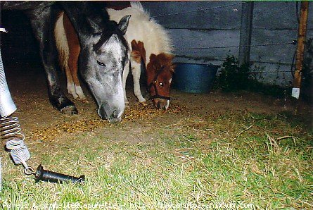 Photo de Races diffrentes