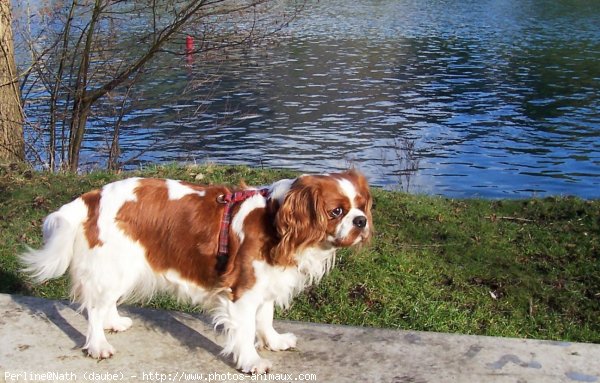 Photo de Cavalier king charles spaniel