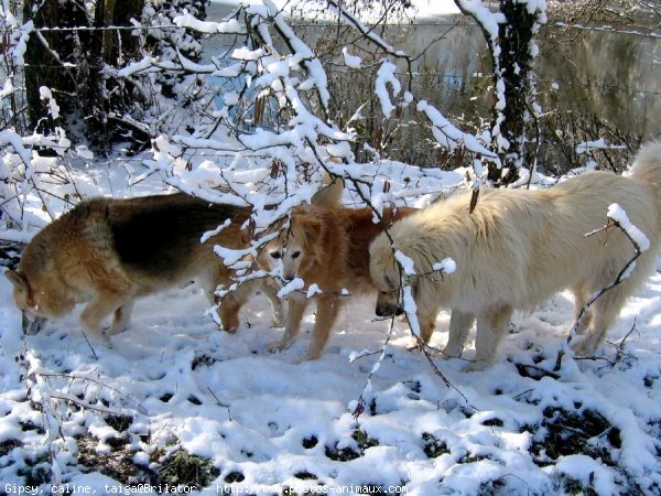 Photo de Races diffrentes