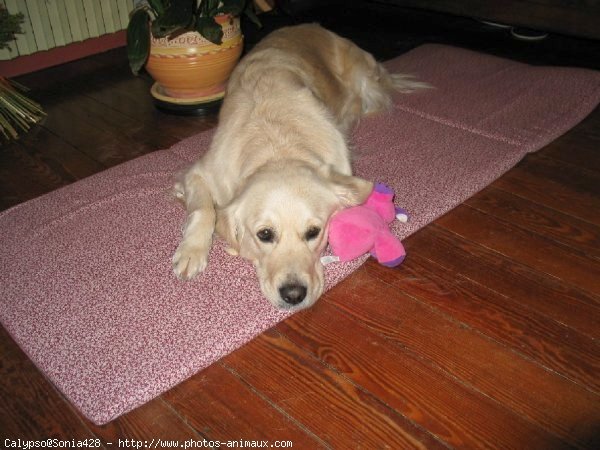 Photo de Golden retriever