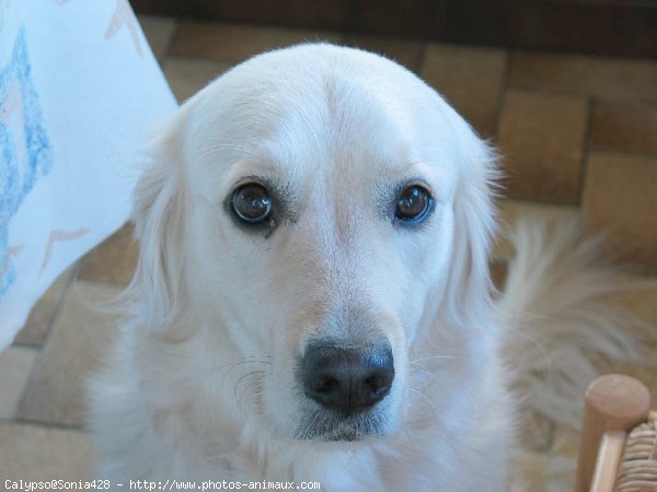 Photo de Golden retriever