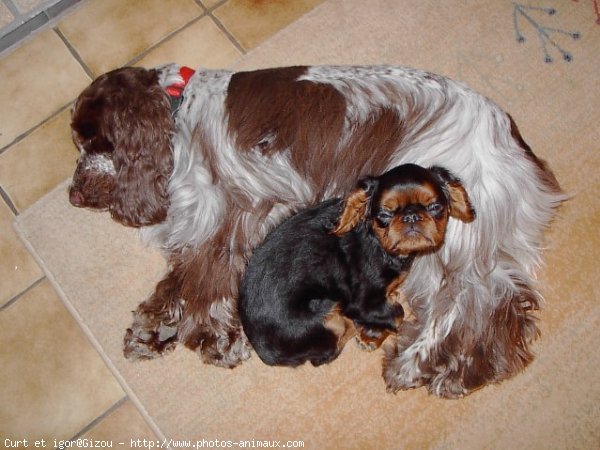 Photo de King charles spaniel