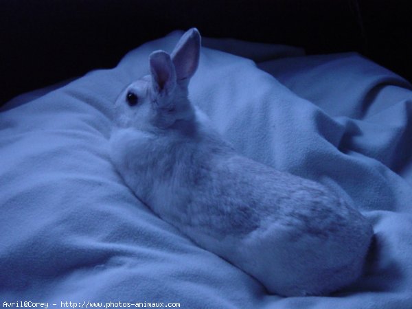 Photo de Lapin