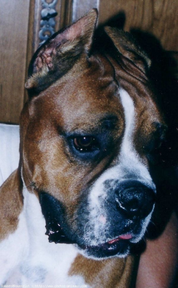 Photo de Boxer