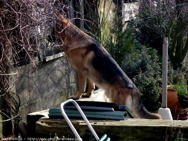 Photo de Berger allemand  poil court