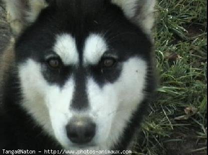 Photo de Husky siberien