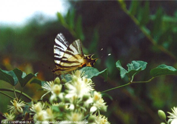 Photo de Papillon