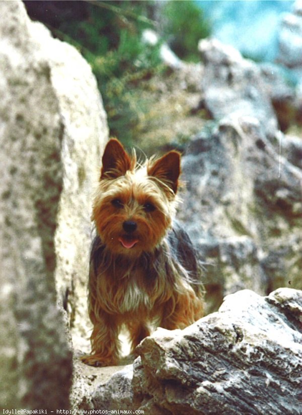 Photo de Yorkshire terrier