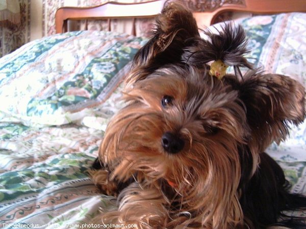 Photo de Yorkshire terrier