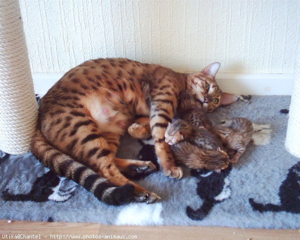 Photo de Bengal