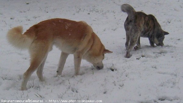 Photo d'Akita inu