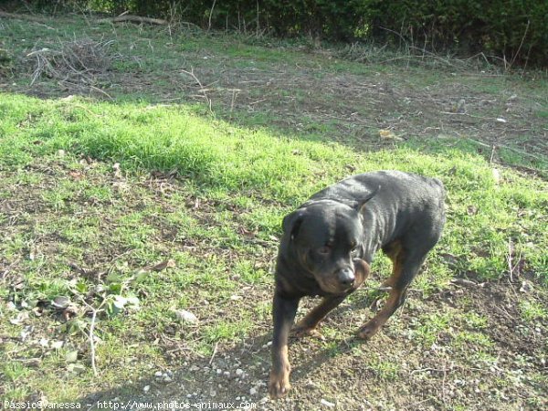 Photo de Rottweiler