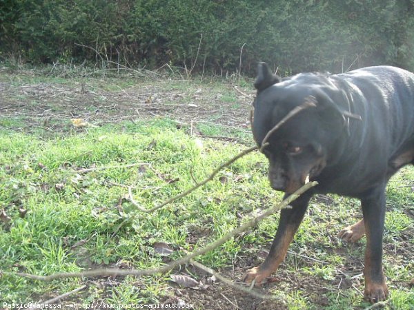 Photo de Rottweiler