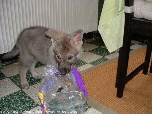 Photo de Chien-loup de saarloos