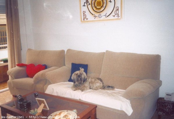 Photo de Lhassa apso