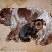 Photo de King charles spaniel