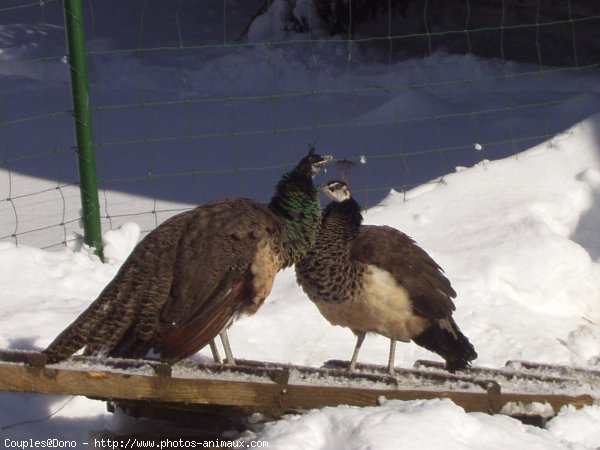 Photo de Races diffrentes