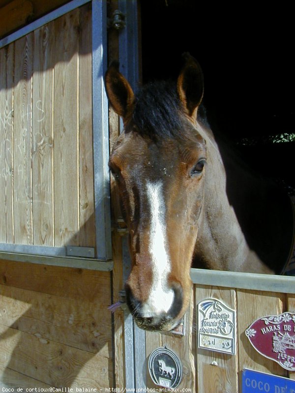 Photo de Poney franais de selle