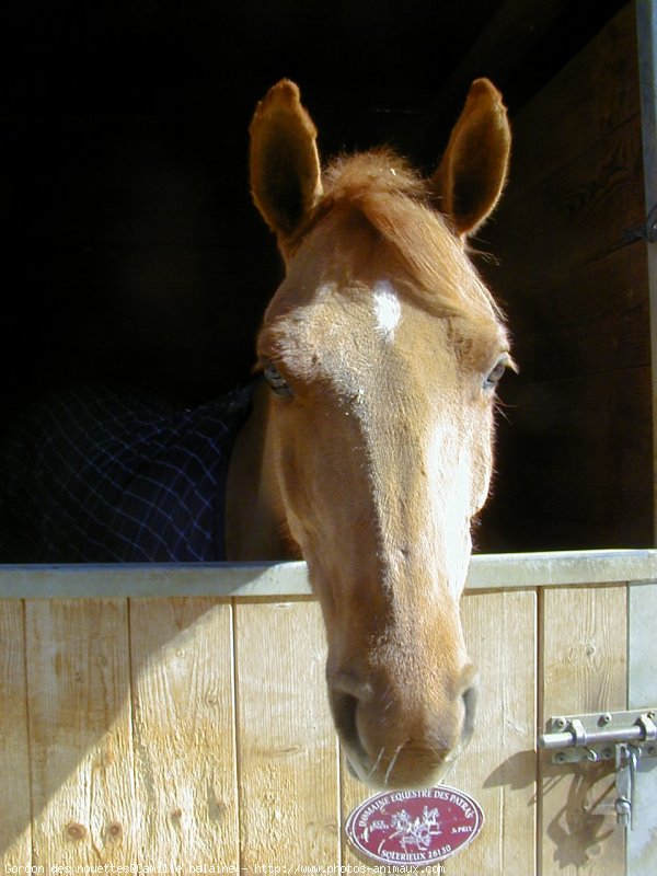 Photo de Poney franais de selle