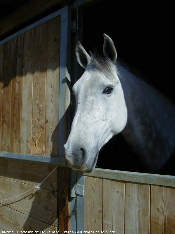 Photo de Poney franais de selle