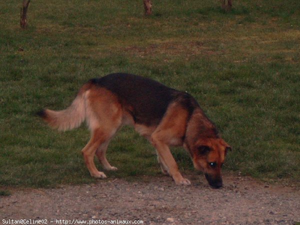 Photo de Berger allemand  poil court