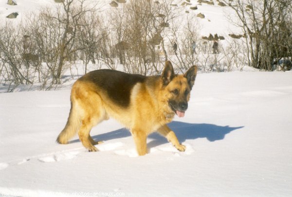 Photo de Berger allemand  poil court